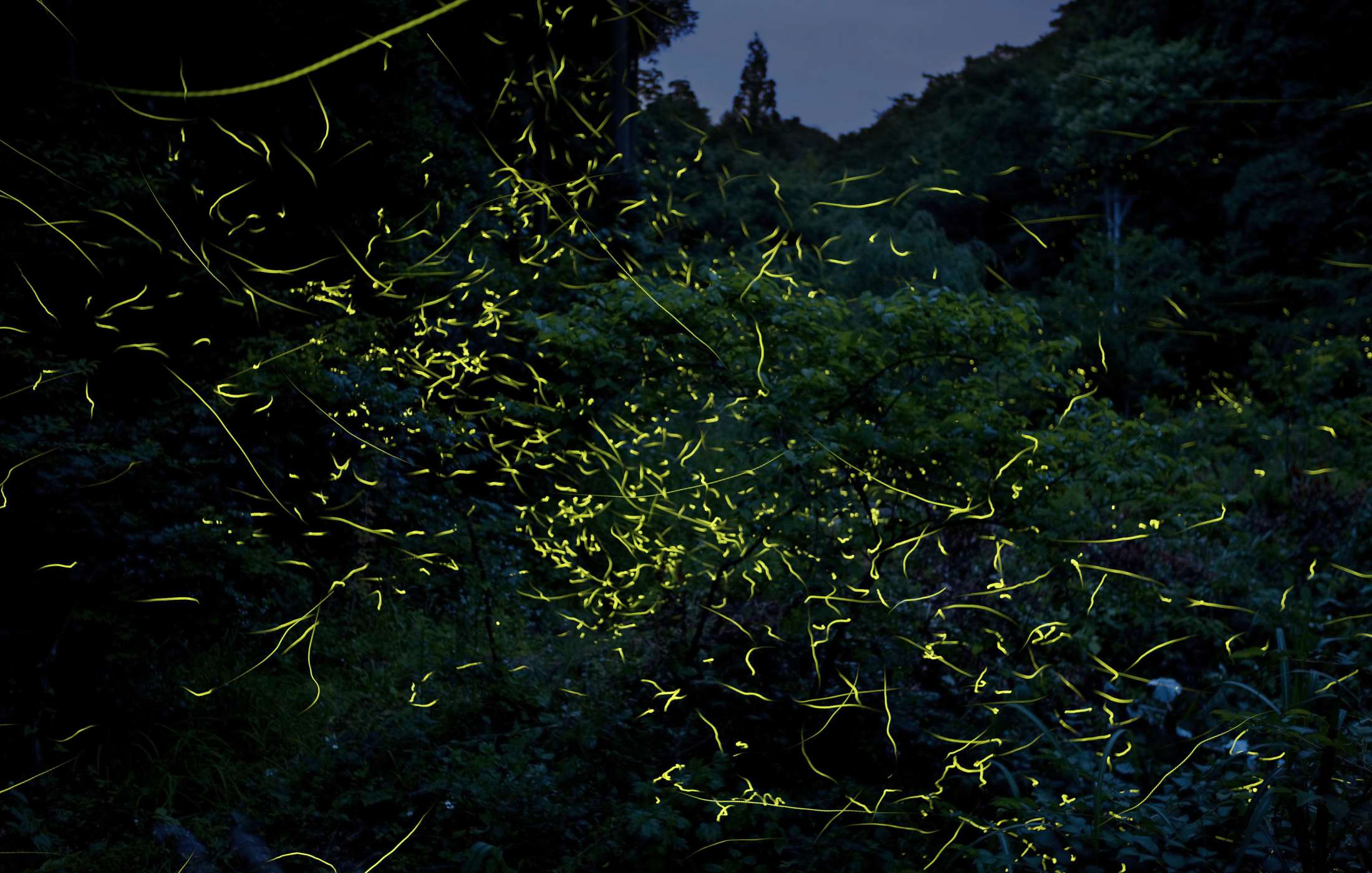 Fireflies Cherry Blossom