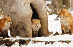 Miyagi Zao Fox Village / Miyagi