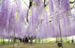 Sano Map for Muslims