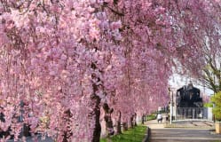 Nicchusen Weeping Cherries / Fukushima