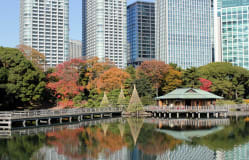 Nature and Nibbles: Your Muslim-Friendly Day Tripping Guide to Tokyo