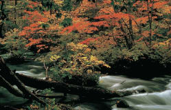 Oirase Rapids / Aomori