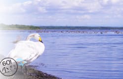 홋카이도｜Melody