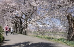 Hitome Senbonzakura / Miyagi