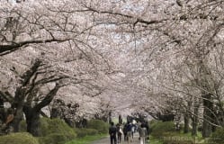 Kitakami Tenshochi / Iwate