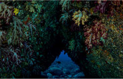 Underwater Scenery