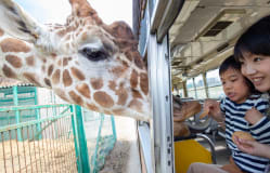 Iwate Safari Park / Iwate