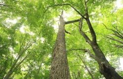 Shirakami Sanchi / Akita