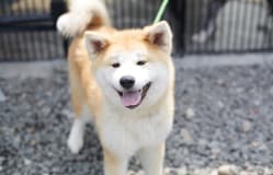 Akita Dog Village / Akita