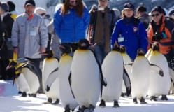 北海道冬之旅：體驗北海道的冬季美景，發現北海道的原生動物