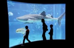Kaiyukan-Aquarium Osaka