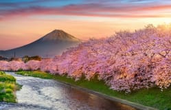 Halal Portal - Shizuoka Prefecture Official