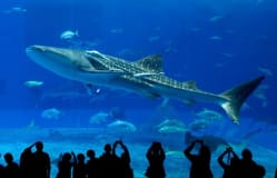 Un paraíso tropical sin moverse de Japón