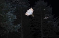 Nuturschutzverein Pichhio in Karuizawa