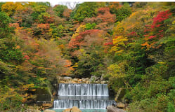 Hakone Autumn Leaves