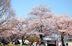 Kirschblütenfest auf dem Expo '70 Gelände