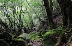 Muslim Friendly - Discover Kagoshima