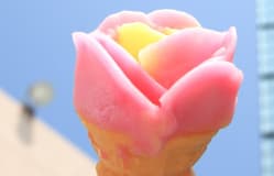 Babahera Ice Cream / Akita