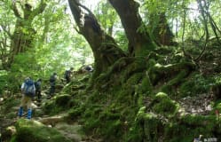 Yakushima
