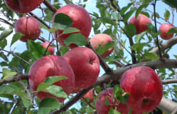 Apple picking / Aomori