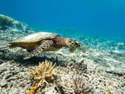 abundant marine life at Okinawa