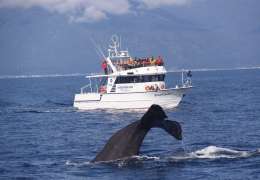 Spot rare animals off the frozen Shiretoko coast