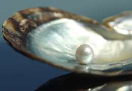 Program Khusus Pulau Mutiara Mikimoto