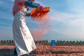 harvesting sakura ebi