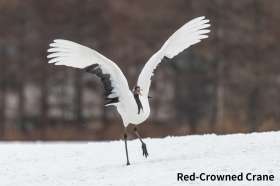 Red-crowned Crane guarding in Kushiro