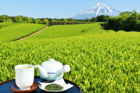 Shizuoka Prefecture is a major producer of Japan's green tea