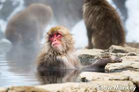 Snow Monkey