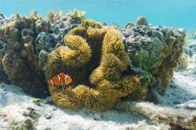Okinawa's rich coral reefs and abundant marine life