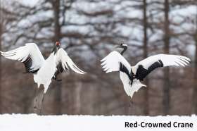 Red-crowned Crane guarding in Kushiro