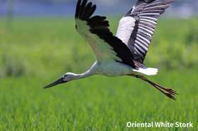 oriental white stork bird