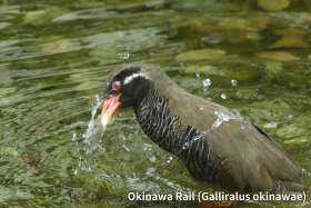 okinawa rail(gallirallus okinawae)