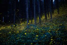 The Fireflies of Fukumaki forest