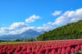 flowers in Inawashiro Herb Garden