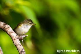 lijima Warblers bird