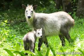 the Japanese Serow in Nagano