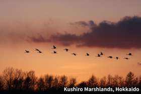 Kushiro Marshlands in Hokkaido