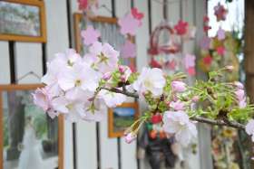 flowers in Inawashiro Herb Garden