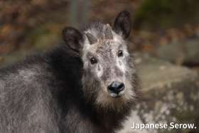 the Japanese Serow in Nagano