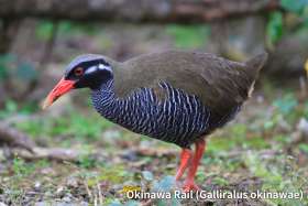 okinawa rail(gallirallus okinawae)