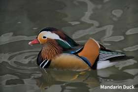 mandarin duck