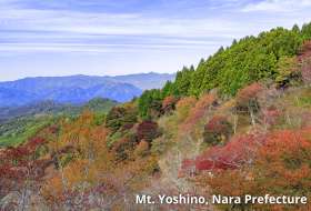 吉野の紅葉