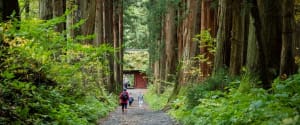 Walk the Togakushi Kodo Trail—a Haunt of Mountain Ascetics and Ninja