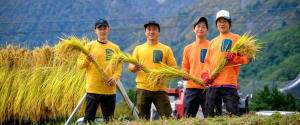 Harvest Rice and Hang Out with Farmers in Hakuba