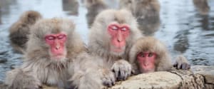 Bathing Snow Monkeys