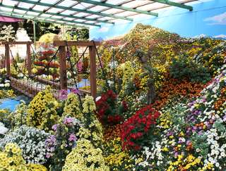 Niigata’s chrysanthemum exhibitions at the Yahiko Chrysanthemum Festival