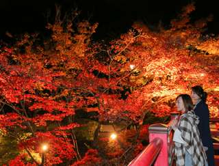 light-up at Momiji-dani Valley in Yahiko Park